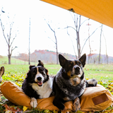 Two dogs are resting on a dog bed under the sunshade tarp.