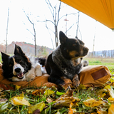 Two dogs are vibing under the sunshade tarp.
